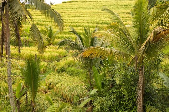 A picturesque view of golden-green rice terraces with small, traditional farm huts and palm trees amidst the fields, surrounded by tropical forest in Jatiluwih, Bali, Indonesia.