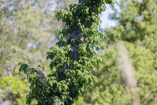 Toxicodendron radicans Poison Ivy Climbing Tree Trunk in Spring Forest, Photography.