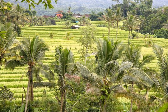 A picturesque view of golden-green rice terraces with small, traditional farm huts and palm trees amidst the fields, surrounded by tropical forest in Jatiluwih, Bali, Indonesia.