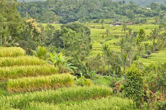 A picturesque view of golden-green rice terraces with small, traditional farm huts and palm trees amidst the fields, surrounded by tropical forest in Jatiluwih, Bali, Indonesia.