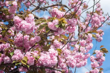 Fototapete Blüte Blooming trees against the blue sky, sakura  © Natalia