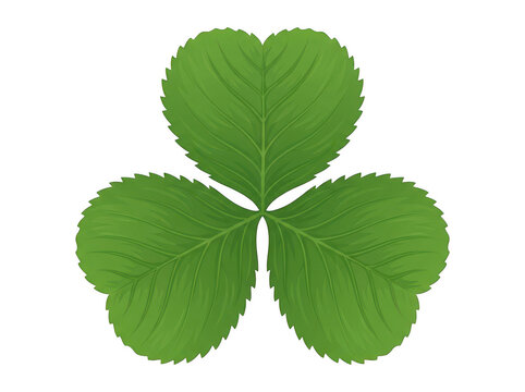 A detailed of a single green clover leaf with three heart shaped leaflets and visible veins isolated on a plain black background
