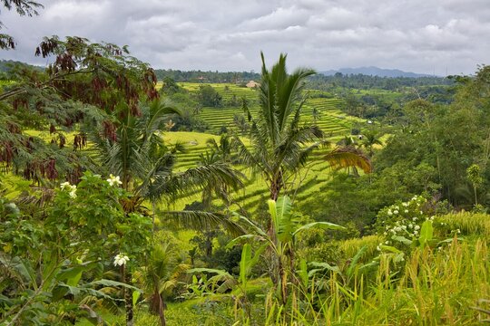 Beautiful wide-angle panoramic view of the lush green Jatiluwih rice terraces cascading under a dramatic cloudy sky, showcasing traditional subak agriculture in Bali, Indonesia.
