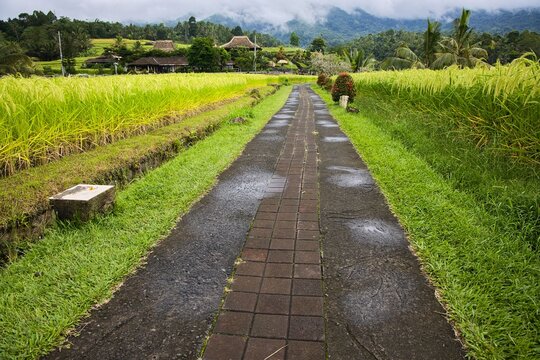 A paved stone pathway stretches through the lush green Jatiluwih rice terraces, leading towards traditional houses under a misty mountain backdrop in Bali, Indonesia.