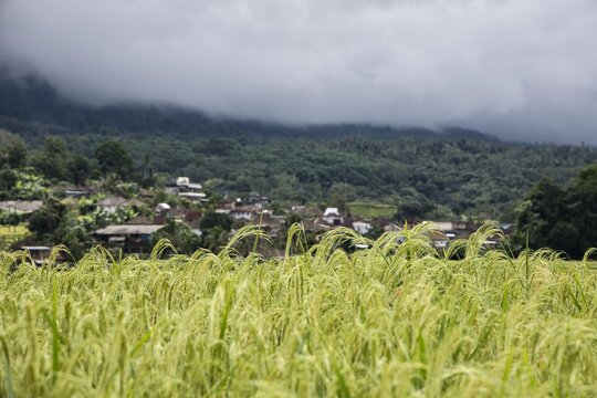 Lush green tree branches frame a beautiful scenic view of a rural Balinese village built along the cascading green Jatiluwih rice terraces under forested mountains in Bali, Indonesia.