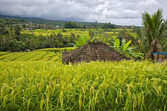 Beautiful wide-angle panoramic view of the lush green Jatiluwih rice terraces cascading under a dramatic cloudy sky, showcasing traditional subak agriculture in Bali, Indonesia.