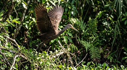 Fototapeta premium Flying Limpkin (Aramus guarauna), Manu National Park, Peruvian Amazon, Peru 