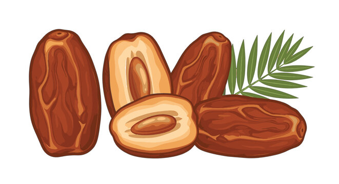 Vector illustration of whole and halved dried date palm fruits with pit and green leaf on white background. Detailed brown textured skin, healthy organic snack fruit graphic.