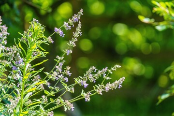 Kwitnące pędy dzikich ziół lub lawendy skąpane w jasnym, letnim słońcu. Świeży, pełen energii kadr botaniczny idealny dla branży organic beauty, zdrowego żywienia i medycyny naturalnej. © Henryk Niestrój