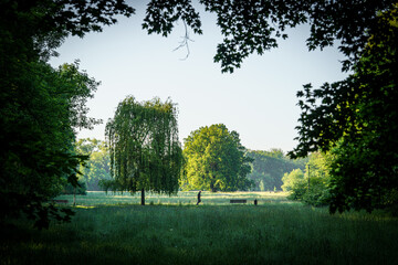 Malowniczy park miejski o poranku z widokiem na zieloną polanę i drzewa w letnim słońcu. Naturalny kadr idealny do ilustracji tematów związanych z green urbanism, ekologią oraz well-being. © Henryk Niestrój
