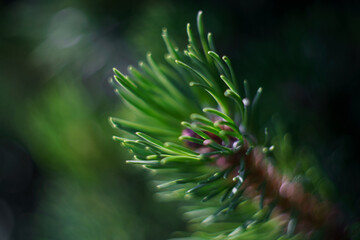 Świeże igły sosny lub modrzewia w zbliżeniu makro z rozmytym tłem (bokeh). Naturalna tekstura, zrównoważona flora, zapach lasu i nowoczesna zielona estetyka w fotografii botanicznej. © Henryk Niestrój