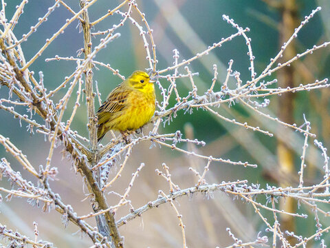 Trznadel zwyczajny (Emberiza citrinella) o jaskrawym upierzeniu na gałęzi. Zmiany klimatyczne, anomalie pogodowe, kontrast barw i piękno lokalnej mikrofauny w Europie.