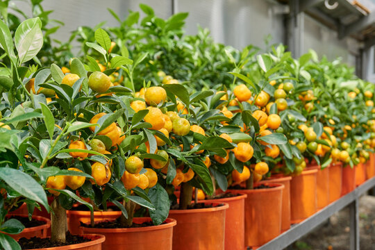 Potted calamondin citrus trees in greenhouse