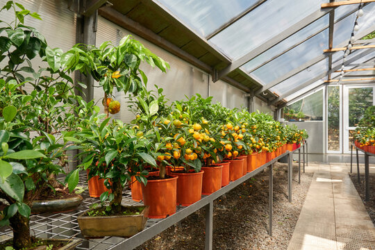 Calamondin trees and bonsai in greenhouse row