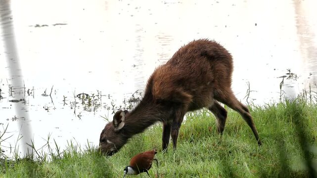 Sitatunga or marshbuck, Tragelaphus spekii, together with jacana by the river 292
