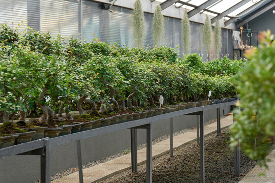Row of bonsai trees inside greenhouse nursery