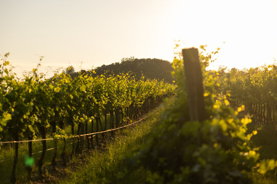 dettagli di un vigneto in un ambiente naturale di campagna nel nord Italia, al tramonto, in controluce, in estate