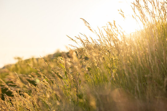 prato con erba alta e selvatica in un ambiente naturale di campagna in estate, illuminato dalla calda luce del sole al tramonto