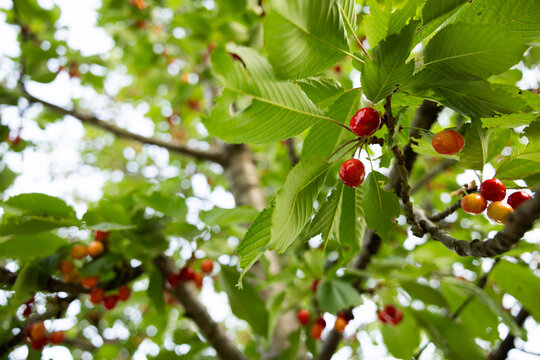ciliegie in maturazione sui rami di un albero, in un ambiente naturale di campagna in Italia, in estate