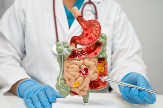 Digestive system with stomach and intestine, Asian doctor holding human anatomy model for study diagnosis and treatment in hospital.