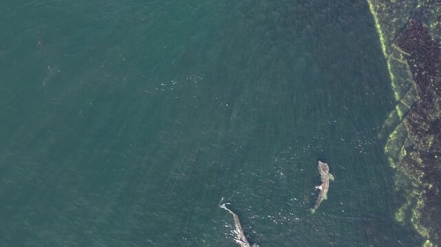 Aerial view of basking sharks in Donegal Bay - Ireland