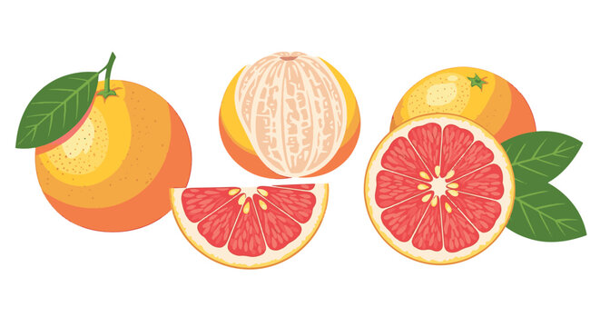 Vector illustration of red grapefruit set including a whole fruit with leaf, a peeled grapefruit, a cross-section half, and a slice segment isolated on a clean white background.
