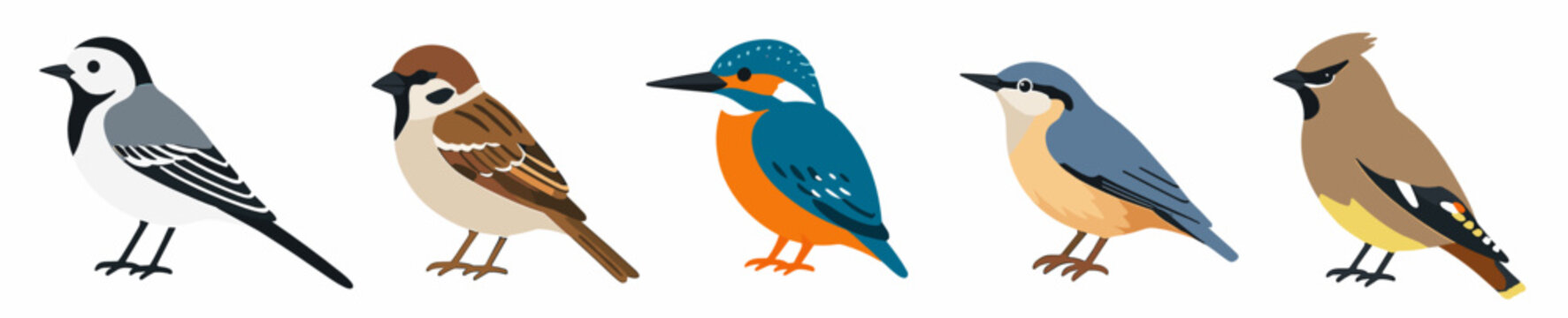 Flat vector set of six common European garden birds including wagtail, sparrow, kingfisher, nuthatch and wren. Wildlife bird collection for nature and ornithology design.