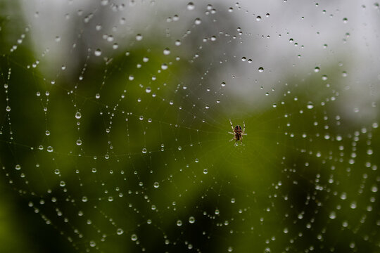 Orb spider in rain