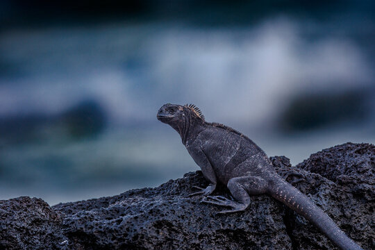 Iguana near water, Galapagos