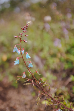 Blue bells in rain on Galapagos