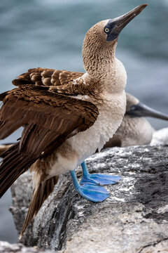 Feathers of a blue footed boobie