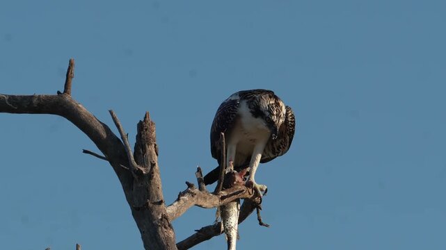 Raptor's Feast: 4K Crisp Silhouette of an Osprey Devouring Its Catch on a Weathered Dead Branch