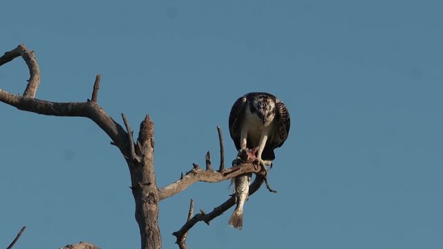 Raptor's Feast: 4K Crisp Silhouette of an Osprey Devouring Its Catch on a Weathered Dead Branch