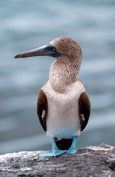 Blue footed boobie on rock with water behind