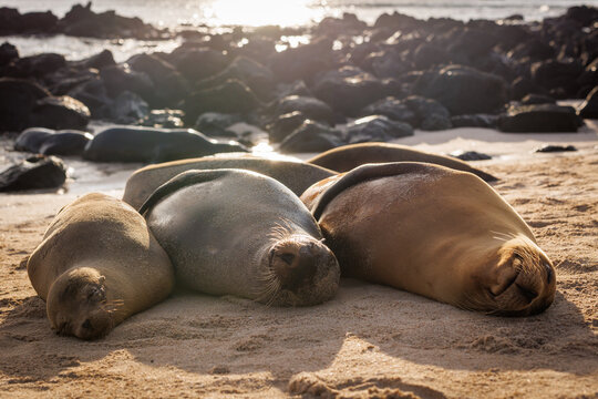 Trio of sealion on Galapagos beach during sunset