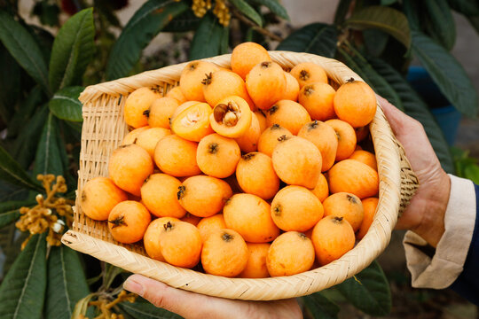 Fresh Pipa Loquat Fruit Harvest from High Mountains of Yunnan Province China in Wicker Basket