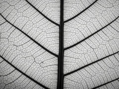 Closeup of a leaf vein structure pattern