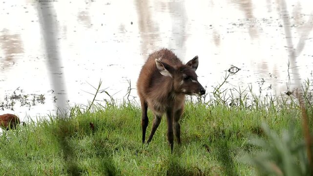 sitatunga oder marshbuck, Tragelaphus spekii, looks carefully, close 295 
