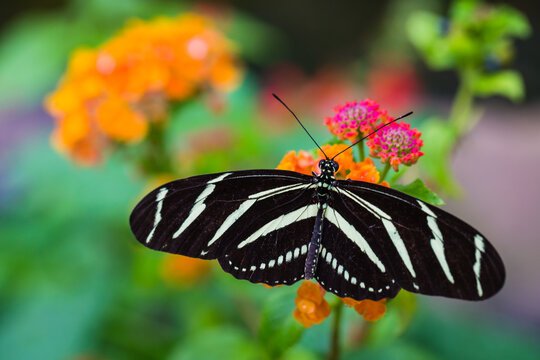 butterfly on a flower