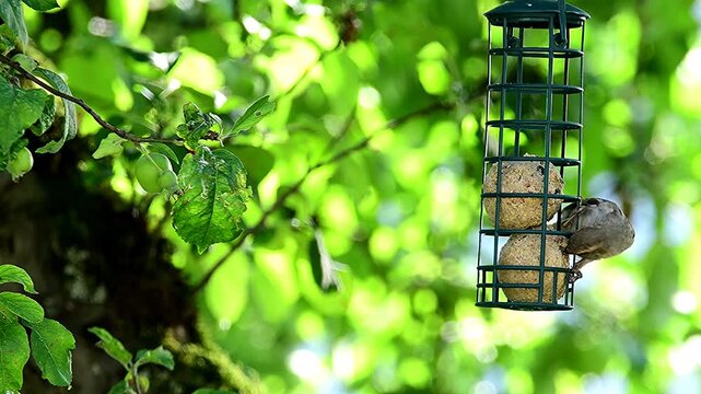 sparrows eating at the suet balls in a tree in summer in Germany