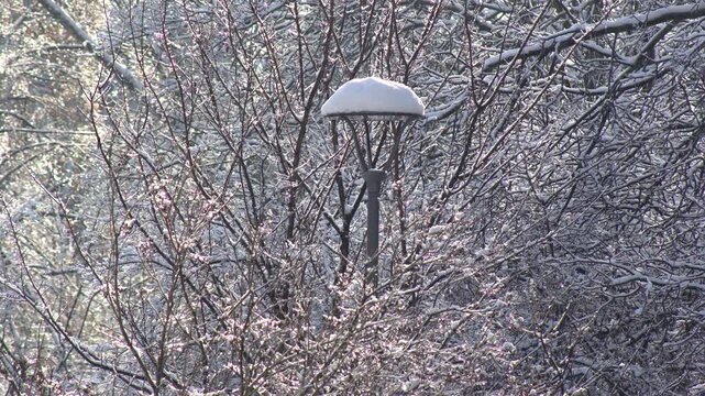 A modern street lamp stands partially hidden behind a dense thicket of tree branches heavily coated in white rime and glistening ice. The soft winter light highlights the intricate textures of the fro