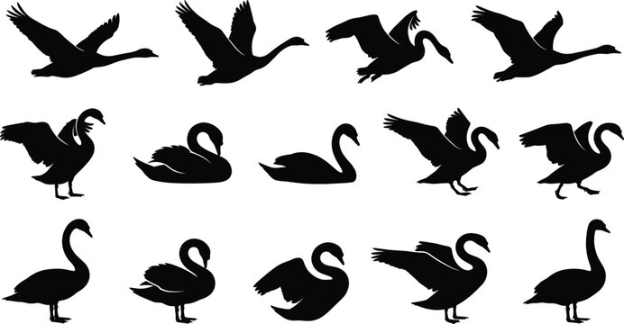 Swan silhouette set vector illustration, wild birds flying and swimming, elegant geese pond
