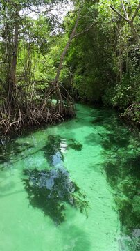 4K Aerial vertical footage of Ca&ntilde;o Frio river in Las Galeras, drone moving forward at low altitude over crystal clear emerald water and lush green mangrove trees, Samana, Dominican Republic.
