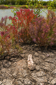 Suaeda maritima bushes and weathered driftwood on deeply cracked mud soil