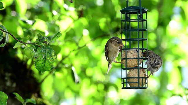 sparrows eating at the suet balls in a tree in summer in Germany