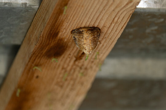 Small baby praying mantises hatching from an ootheca egg case attached to a wooden board, showcasing a rare moment in the insect life cycle.
