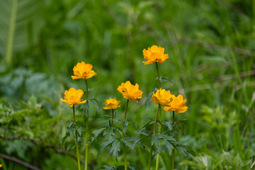Fototapeta premium Beautiful bright orange globeflowers blooming in the wild forest, surrounded by rich green grass with a soft blurry bokeh background.