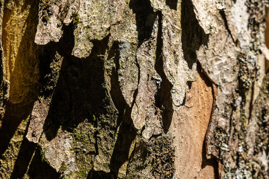 vista macro della corteccia irregolare, ruvida e vecchia di un albero con pezzi parzialmente staccati