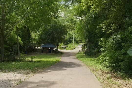narrow concrete road passing through a lush green tropical forest with a small hut on the side