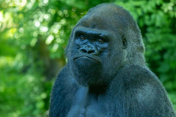 Naklejka premium Western lowland gorilla silverback portrait. Bronx Zoo, New York.